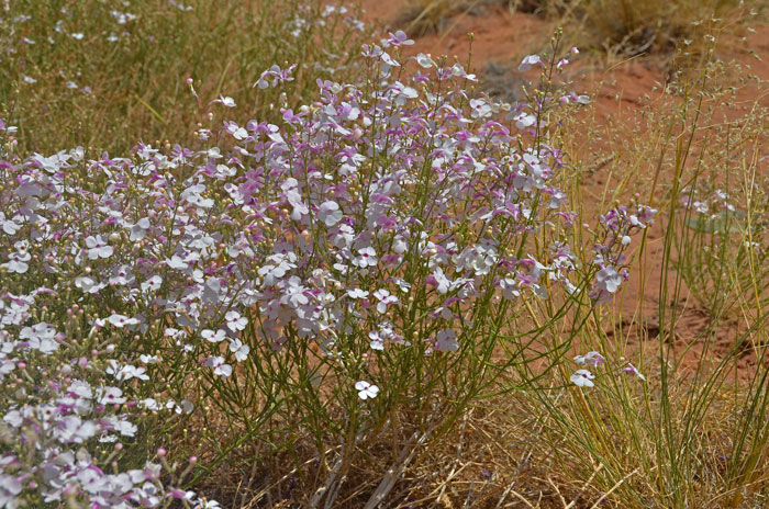 Gilia Beardtongue is a native perennial in the Snapdragon Family. It is one species in a genus that has 250 species in North America. Penstemon ambiguous